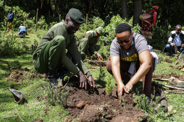 forest4 NAKURU, RIFT VALLEY, KENYA - 2021/10/23: Kenya forest service rangers supported by volunteers plant tree seedlings at a deforested area inside Mau Forest.
As a measure to mitigate the impacts of climate change, the Kenyan government set a target to increase national tree cover to 10% by the year 2022, aiming at planting 1.8 billion tree seedlings between the years 2020 and 2022. Climate change has led to extreme weather conditions that have triggered an estimated 30 million displacements across the world with the global south being the hardest hit. Experts are warning heating above 1.5 degrees Celsius will be catastrophic and they are urging for rapid global commitments to limit global warming. (Photo by James Wakibia/SOPA Images/LightRocket via Getty Images)