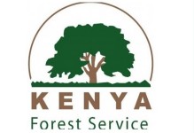 kenya forest_new